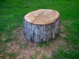Tifton, GA Tree Care Company