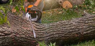 Best Hedge Trimming  in Tifton, GA