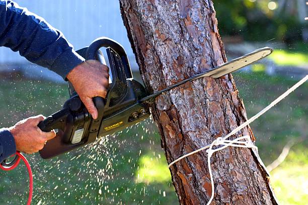 Best Weed Control  in Tifton, GA