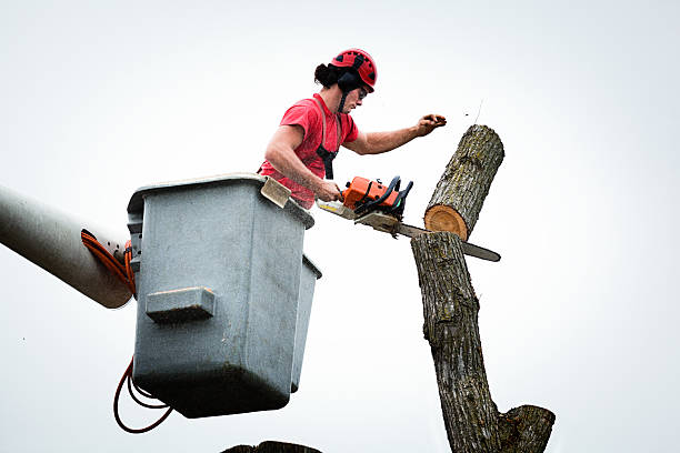 How Our Tree Care Process Works  in  Tifton, GA