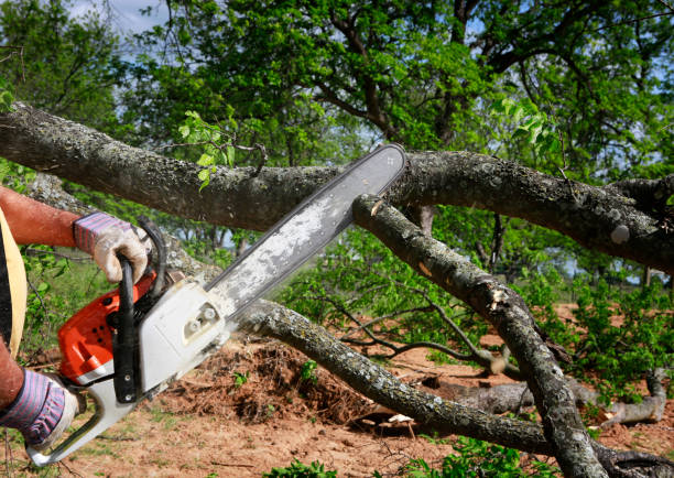 Best Lawn Renovation and Restoration  in Tifton, GA